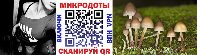 Галлюциногенные грибы MAGIC MUSHROOMS  Стародуб 